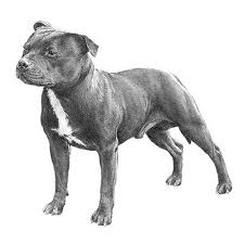 They may have a blue nose, red nose, or definately black nose and are often confused with presa, dogo, and bulldogs. Staffordshire Bull Terrier Dog Breed Information