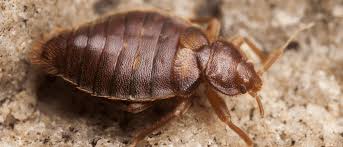 do bed bugs live outdoors jp pest