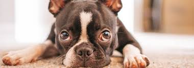boston terrier dog everythings about