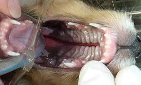 cleft palate veterinary dental center