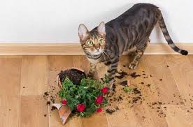 How To Keep Cats Away From Houseplants