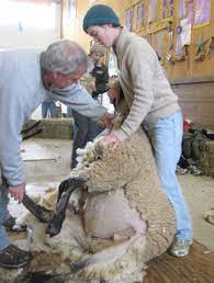 maine sheep and wool producers