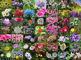 300 types of flowers with names from a