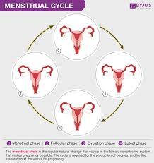 menstrual cycle a reive phase