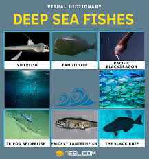 deep sea fish list of fish that live