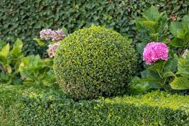 Top 6 Edging Plants To Design Your
