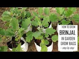 How To Grow Brinjal From Seeds In
