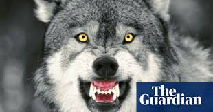 The smaller species is the red wolf, canis rufus. How America Is Learning To Live With Wolves Again Environment The Guardian