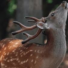 6 deer species that are kept as pets