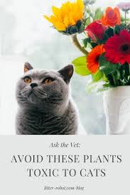 Plants Toxic To Cats