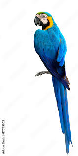 magnificent blue and gold macaw parrot
