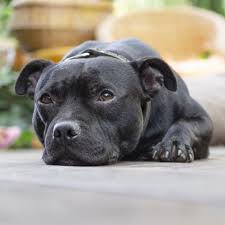 Signs of cancer in dogs may vary greatly depending upon a number of factors. Cancer In Dogs Carolina Veterinary Specialists Greensboro Vet