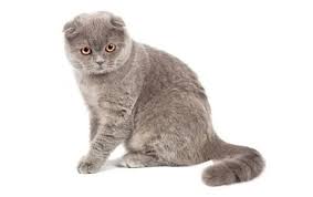 Scottish Fold Cat Breed Information Pictures