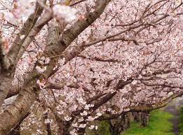 佐倉市】印旛沼の桜が開花。今週末27日から「佐倉ふるさと広場」の臨時駐車場もOPENします！ | 号外NET 佐倉市・四街道市・八街市