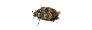 diy carpet beetle control s