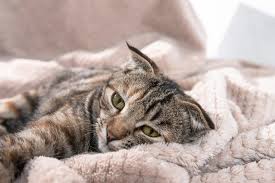why do cats on blankets 5 vet