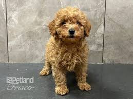 toy poodle dog female red 3860501