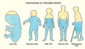 What Percent Of Water Is Present In Our Body Quora