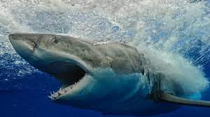 1,000-pound great white shark ...
