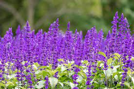 Let a be dominant allele and a recessive allele. Different Types Of Purple Flowers With Pictures Trees Com