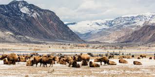Image result for yellowstone national park
