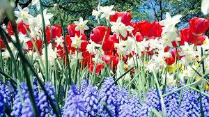 Ftd®, a premier provider of beautiful floral arrangements & flower bouquets since 1910. Red White And Blue Flowers For Curb Appeal In Every Climate