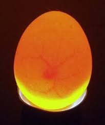 Are My Chicken Eggs Fertile Good Pictures And Good