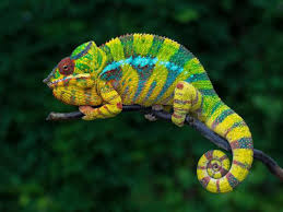 panther chameleon furcifer pardalis