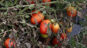 tomato blight treatments the gardening