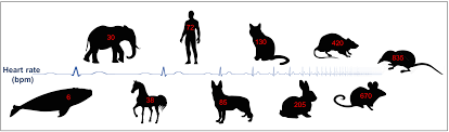 Animal Heart Rate Related Keywords Suggestions Animal