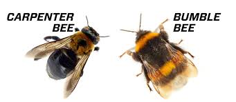 carpenter bees and blebees