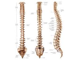 The primary protein that makes up bone, collagen, has a higher tensile strength than steel, but it also has a flexibility that allows it to absorb tremendous pressure. The Spine Anatomy Of The Spine Anatomy Medicine Com