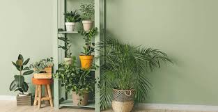 Safe And Toxic Houseplants For Dogs