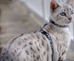 Learn more about this breed. Silverstorm Bengalsinformation About The Bengal Silverstorm Bengals