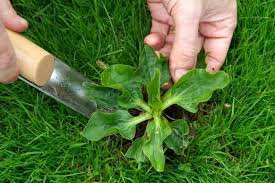 Weeds You Shouldn T Pull Out By Hand