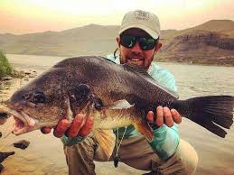 fly fishing 101 freshwater drum on the fly
