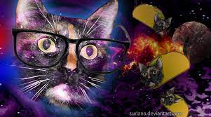 hipster cat wallpaper hipster cat taco