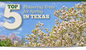 flowering trees for spring in texas