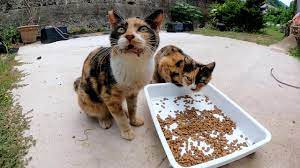 Cats eat a full meal in front of the inn on the island - YouTube