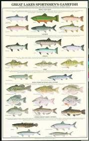 Fish Identifier Charts