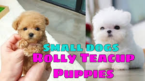 smallest dogs rolly teacup puppies