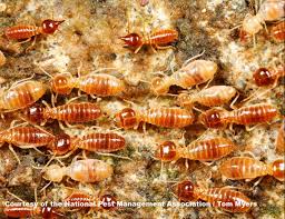 Termites 101 A Guide To Different Termite Types Pestworld
