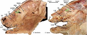 Evolution Of Facial Muscle Anatomy In Dogs Pnas