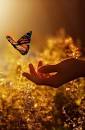 Image result for butterflies images only