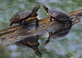 The forearms display broad red lines. Midland Painted Turtles Greeting Card For Sale By Tony Beck