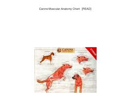 Canine Muscular Anatomy Chart Read