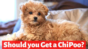 chipoo chihuahua poodle mix