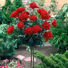 ROSAS VERMELHAS | Como plantar rosas, Rosas de chá híbridas, Hibisco planta