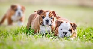 how much to feed english bulldog puppy