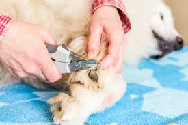 stree free tips for dog nail t